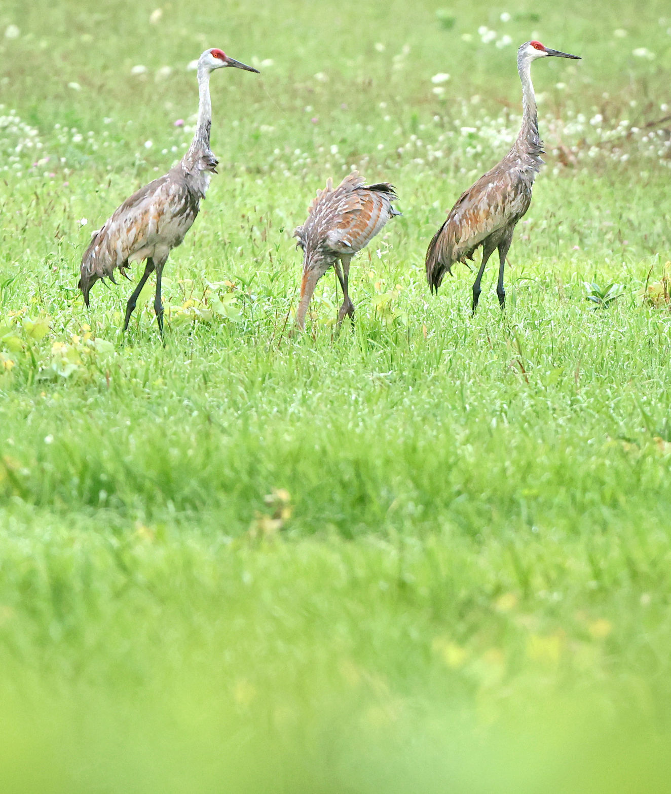 Family gathering food